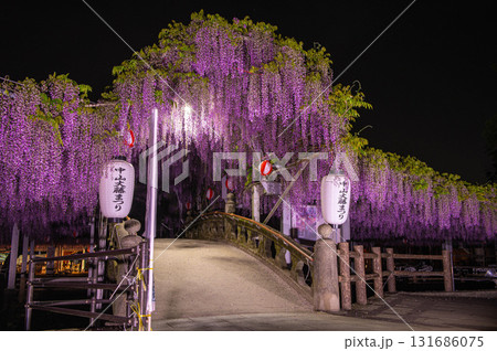 夜の中山の大藤(柳川市) 夜の中山の大藤(柳川市) 131686075