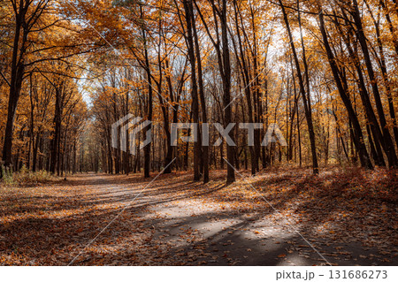 Golden Autumn Forest Pathway in Sunlight Golden Autumn Forest Pathway in Sunlight 131686273