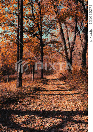 Forest Trail in Autumn Light with Fallen Leaves and Tall Trees 131686275