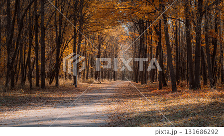 Sunlit Autumn Forest Path Covered in Golden Leaves 131686292