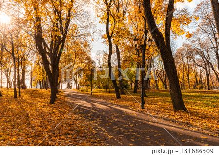 Sunny Autumn Pathway Through Golden-Leaved Park Grove Sunny Autumn Pathway Through Golden-Leaved Park Grove 131686309
