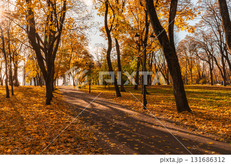 Sunny Autumn Pathway Through Golden-Leaved Park Grove Sunny Autumn Pathway Through Golden-Leaved Park Grove 131686312