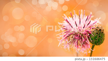 Floral  background. Purple thorny thistle flower. Closeup.  Nature. Floral  background. Purple thorny thistle flower. Closeup.  Nature. 131686475