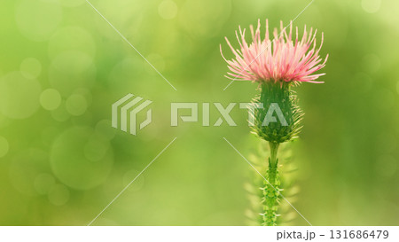 Floral  background. Purple thorny thistle flower. Closeup.  Nature. 131686479