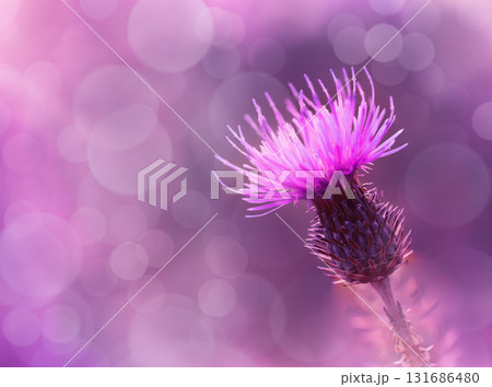 Floral background. Purple thorny thistle flower. Closeup. Nature. Floral background. Purple thorny thistle flower. Closeup. Nature. 131686480