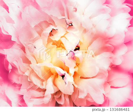 Peony flower  Floral  background. Closeup. Nature. 131686481