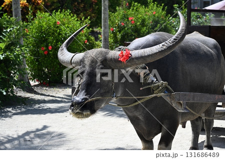 竹富島　ハイビスカスのリボンをつけた水牛 131686489