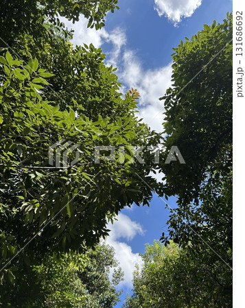 木漏れ日の中の青空/リラックスできる自然の眺め 木漏れ日の中の青空/リラックスできる自然の眺め 131686692