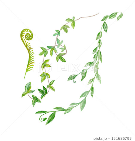 Liana branches leafs watercolor illustration set isolated on white. Hand drawn design elements perfect for cards, posters, botanical patterns, eco decor, tropical rainforest design. Fern 131686795