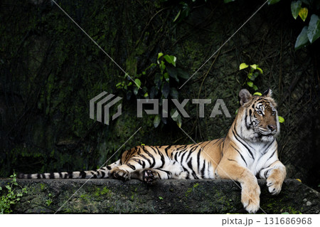 Close up Indochinese tiger is beautiful animal and dangerous in forest 131686968