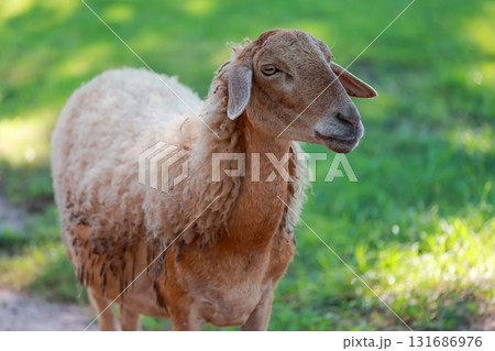 Close up the brown Sheep is rest in garden Close up the brown Sheep is rest in garden 131686976