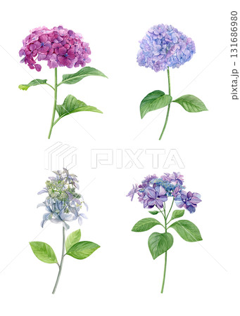 Set of pink, purple and white hydrangea flowers. Watercolor of summer flowers isolated on a white background. Good for postcards, invitations, greeting cards. 131686980
