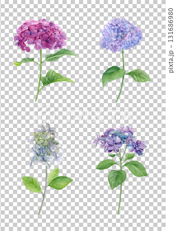 Set of pink, purple and white hydrangea flowers. Watercolor of summer flowers isolated on a white background. Good for postcards, invitations, greeting cards. Set of pink, purple and white hydrangea flowers. Watercolor of summer flowers isolated on a white background. Good for postcards, invitations, greeting cards. 131686980