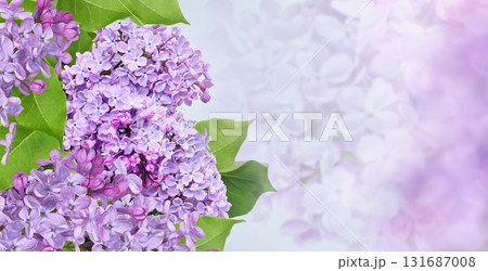 Bouquet of lilacs. Flowers on a blue background. Close-up. Bouquet of lilacs. Flowers on a blue background. Close-up. 131687008