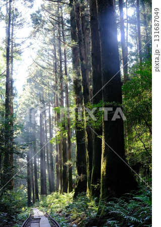 屋久島登山中の神秘的な森 屋久島登山中の神秘的な森 131687049