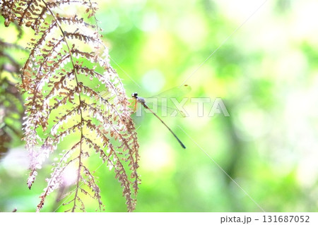 シダの葉に止まったトンボ シダの葉に止まったトンボ 131687052