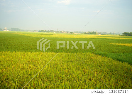 Expansive Rice Paddy Landscape Captures Tranquil Morning Light in India Expansive Rice Paddy Landscape Captures Tranquil Morning Light in India 131687114