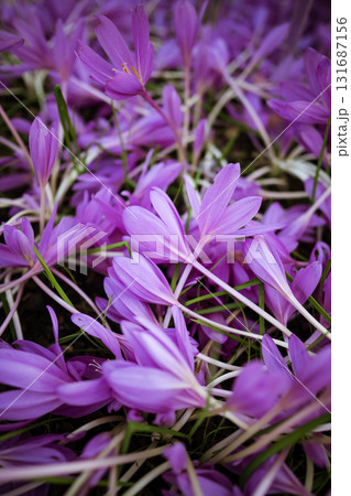 Autumn flowers. Colchicum autumnale blooms in October, top view closeup. Autumn flowers. Colchicum autumnale blooms in October, top view closeup. 131687156