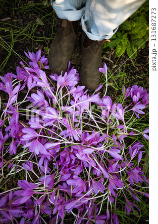 Autumn flowers. Person in suede Chelsea boots standing near blooming Colchicum autumnale (crocus) 131687273