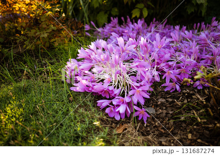 Autumn flowers. Colchicum autumnale blooms in October at sunset light.  131687274