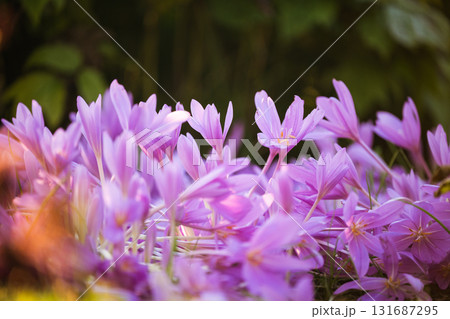 Autumn flowers. Colchicum autumnale blooms in October at sunset light, closeup.  Autumn flowers. Colchicum autumnale blooms in October at sunset light, closeup.  131687295