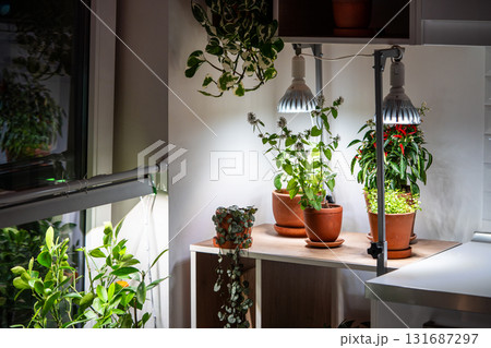 Growing plants under LED phyto lamp at home in winter season. Additional illumination. Growing plants under LED phyto lamp at home in winter season. Additional illumination. 131687297
