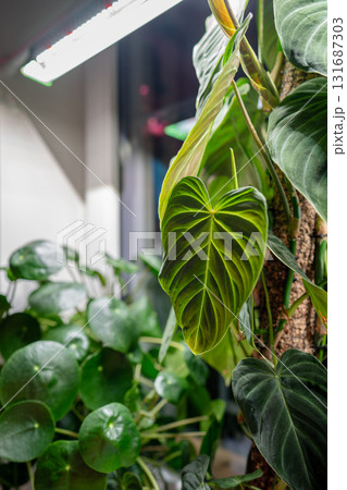 Growing plants under LED phyto lamp on window at home in winter season. Additional illumination. 131687303