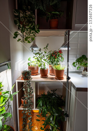 Growing plants under LED phyto lamp at home in winter season. Additional illumination. 131687316