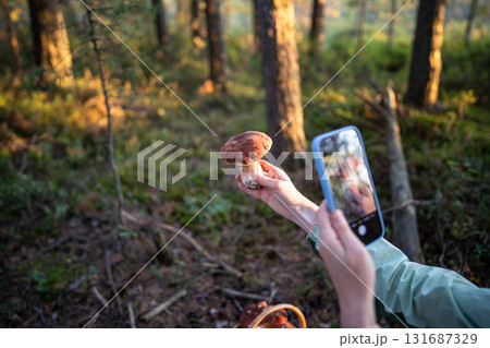 Woman hands photographing white mushroom boletus with smartphone during forest forage at sunset Woman hands photographing white mushroom boletus with smartphone during forest forage at sunset 131687329