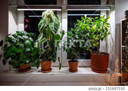 Growing plants under LED phyto lamp on window at home in winter season. Additional illumination. 131687330