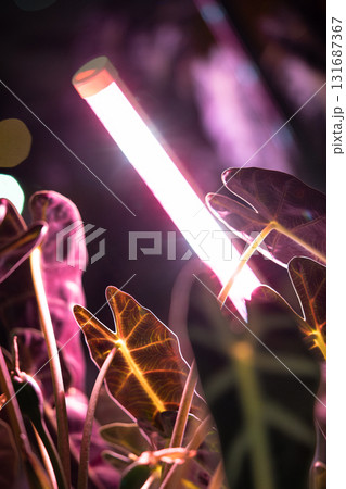 Growing plants under phyto lamp at home. LED lamp for supplementary lighting of houseplants Growing plants under phyto lamp at home. LED lamp for supplementary lighting of houseplants 131687367