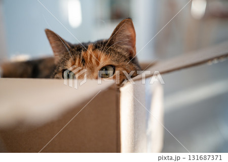 Curious cat peeks out of cardboard box, watching from its hiding place. Domestic life of pets. 131687371