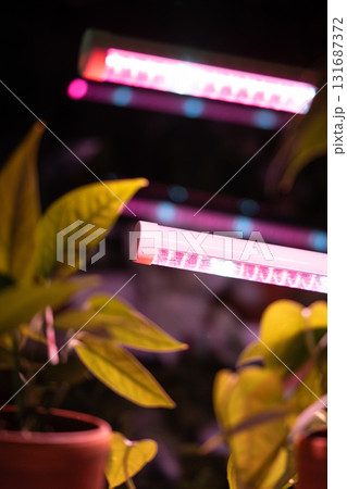 Growing plants under phyto lamp at home. LED lamp for supplementary lighting of houseplants 131687372