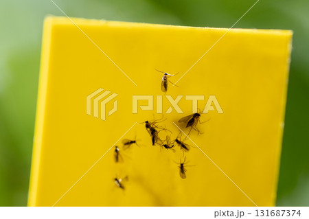 Fungus gnats stuck on yellow sticky trap macro. Non-toxic flypaper for Sciaridae insect pests Fungus gnats stuck on yellow sticky trap macro. Non-toxic flypaper for Sciaridae insect pests 131687374