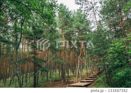 Curonian Spit National Park. Zelenogradsk, Kaliningrad Oblast, Russia. Curonian Spit National Park. Zelenogradsk, Kaliningrad Oblast, Russia. 131687382