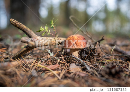 Mushroom Boletus edulis grows on ground among fallen dry needles and cone, illuminated by sunlight 131687383