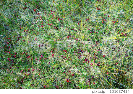 Early autumn on peat bog. Cranberry plant with fresh ripe berries, closeup view Early autumn on peat bog. Cranberry plant with fresh ripe berries, closeup view 131687434