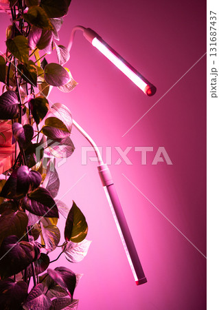 Epipremnum plant under led light grow lamp. Phyto lamp for supplementary lighting of houseplant 131687437