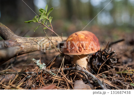 Mushroom Boletus edulis grows on ground among fallen dry needles and cone, illuminated by sunlight 131687438
