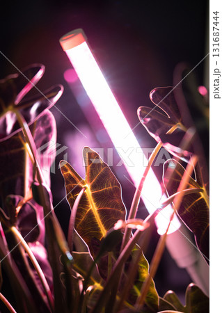 Growing plants under phyto lamp at home. LED lamp for supplementary lighting of houseplants Growing plants under phyto lamp at home. LED lamp for supplementary lighting of houseplants 131687444