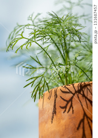 Closeup of fresh dill with water drops after spraying. Greens on terrace. Home grown organic herbs. 131687457