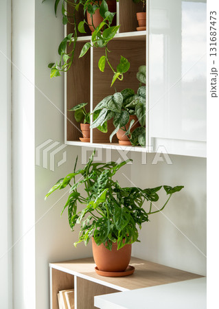 Home garden with green plants scindapsus, monstera, pilea, epipremnum in pots on shelves. Home garden with green plants scindapsus, monstera, pilea, epipremnum in pots on shelves. 131687473