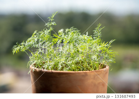 Organic herbs growing at home. Fresh green dill growing in clay pot on balcony. Grow seedlings 131687493