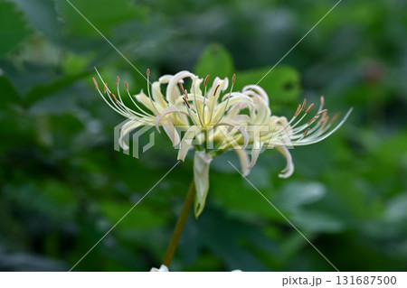 白い彼岸花 131687500