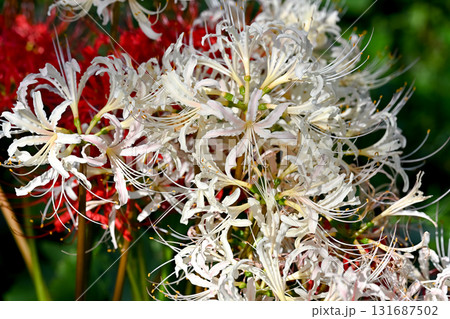白い彼岸花 131687502