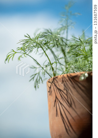 Closeup of fresh dill with water drops after spraying. Greens on terrace. Home grown organic herbs. 131687509