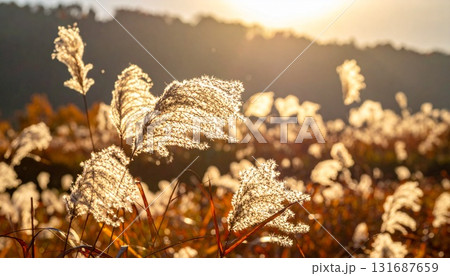 逆光を浴びて銀色に輝く、一面のススキ野原 逆光を浴びて銀色に輝く、一面のススキ野原 131687659