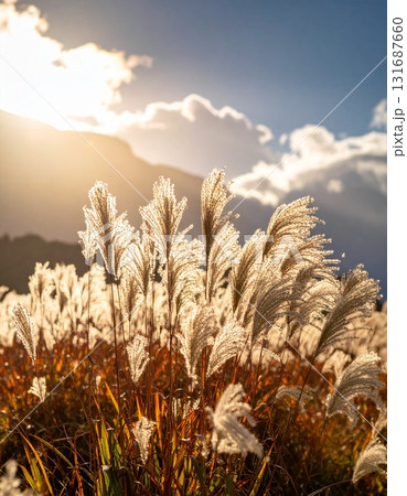 逆光を浴びて銀色に輝く、一面のススキ野原 131687660