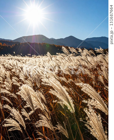 逆光を浴びて銀色に輝く、一面のススキ野原 逆光を浴びて銀色に輝く、一面のススキ野原 131687664