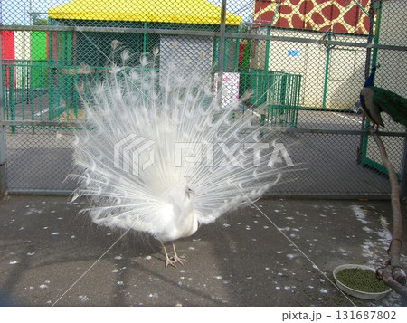 羽を広げたシロクジャク 131687802